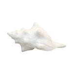 Coquillage blanc décoratif 12.5x7x5cm AULICA