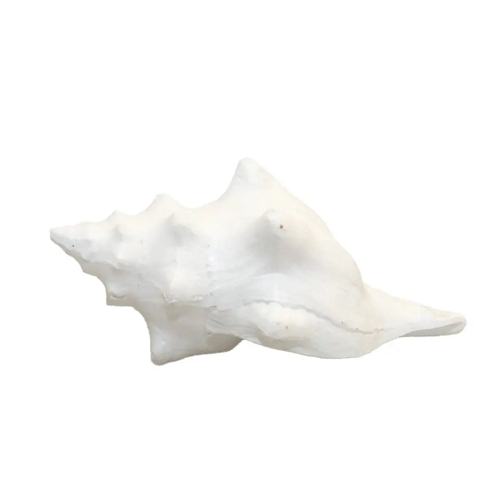 Coquillage blanc décoratif 12.5x7x5cm AULICA